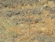 Celosia argentea 500x