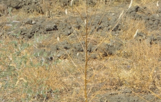 Celosia argentea 500x