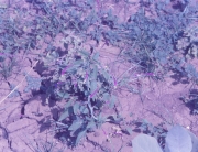 Digera alternifolia 500x336
