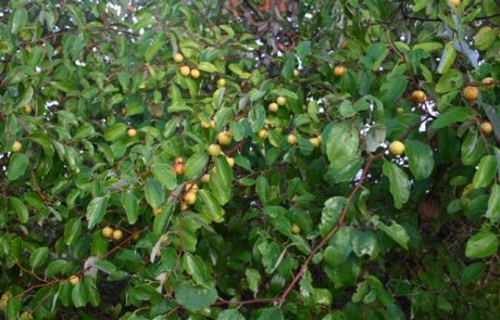 Chinee apple (Ziziphus mauritiana)